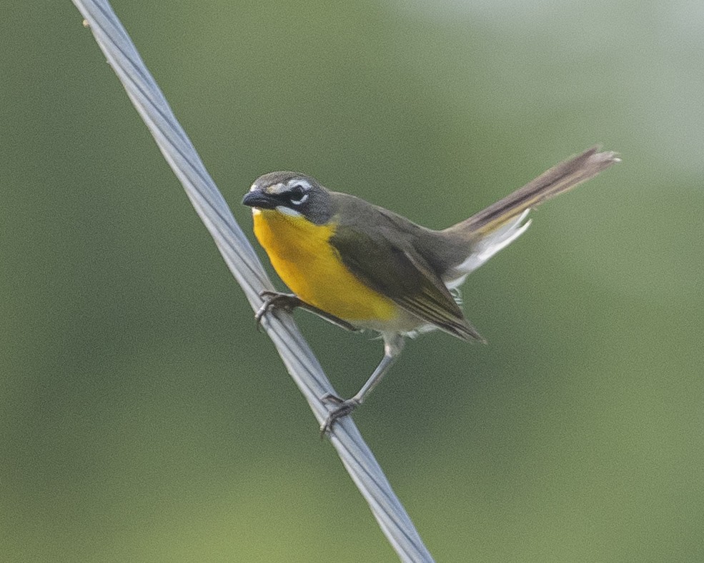 Yellow-breasted Chat - ML590737421