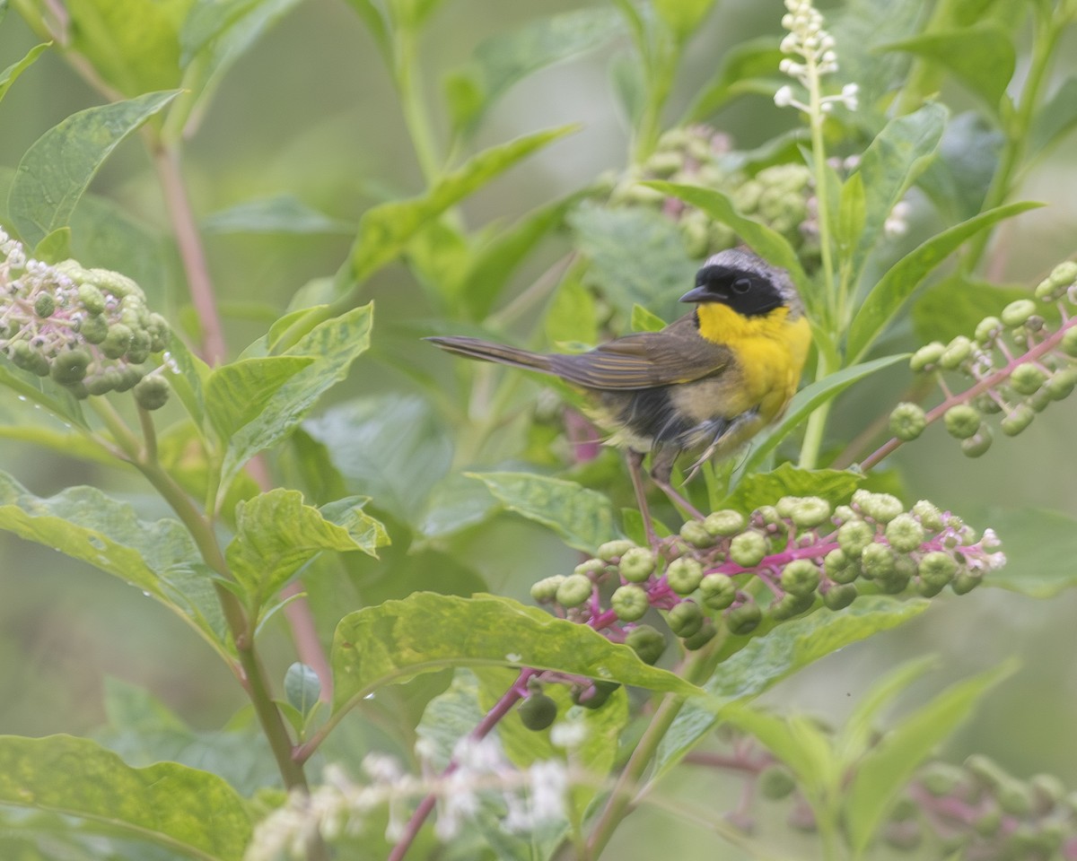 Common Yellowthroat - ML590737491