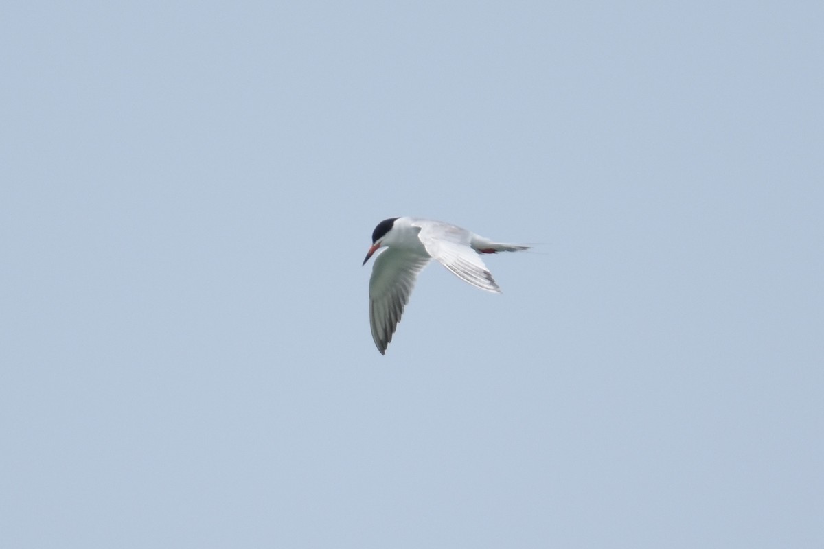 Forster's Tern - ML59073751