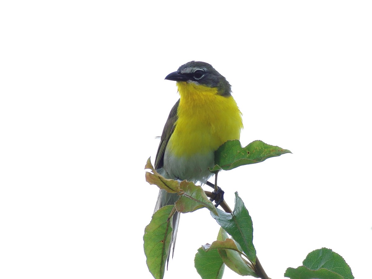 Yellow-breasted Chat - ML590737771