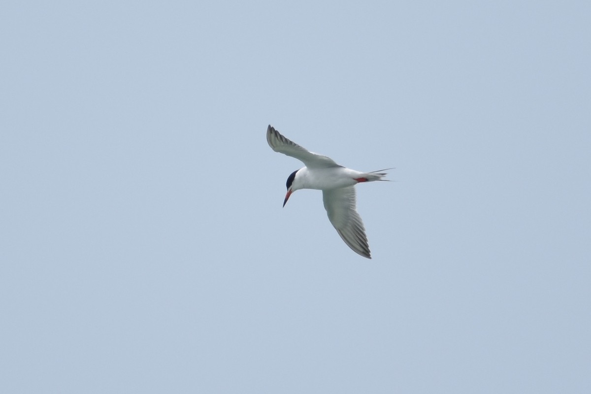 Forster's Tern - ML59073821