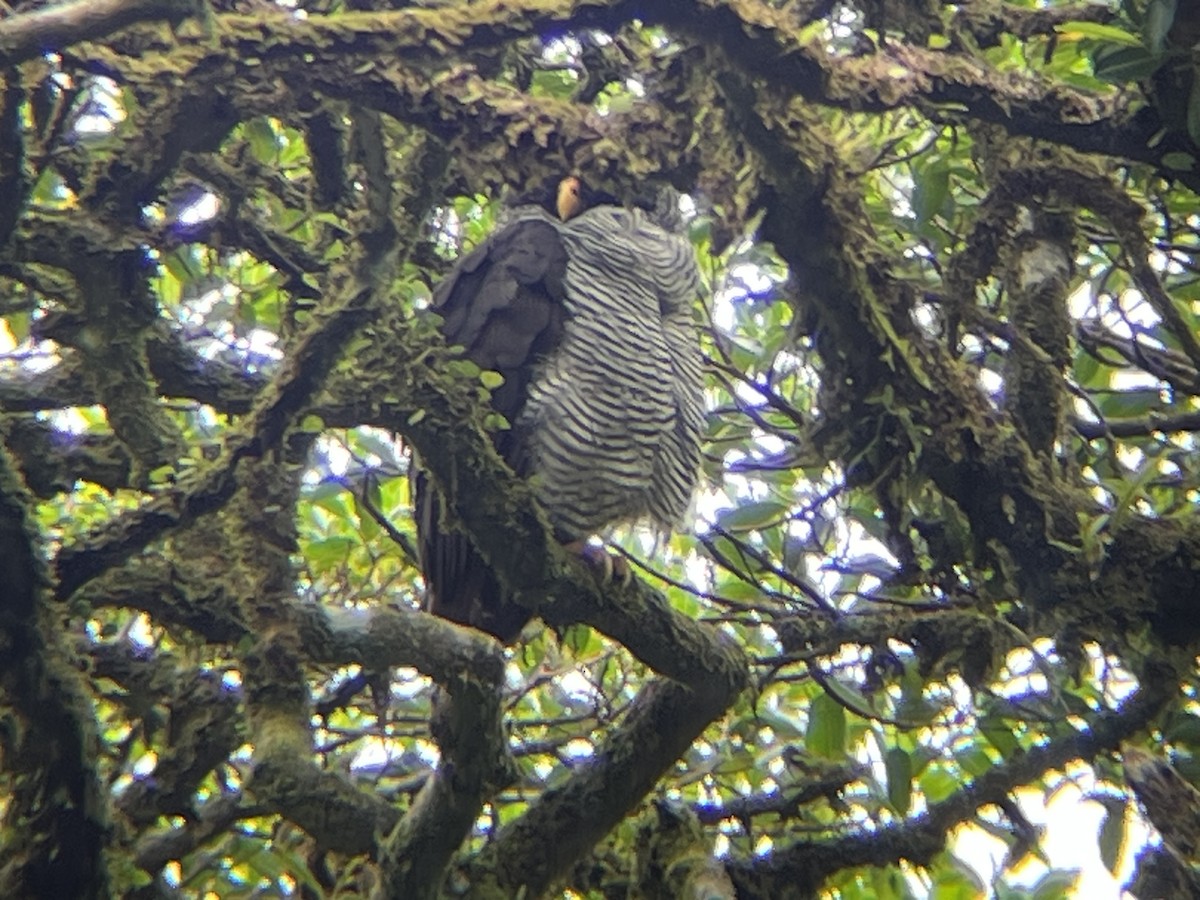 Black-and-white Owl - ML590738931