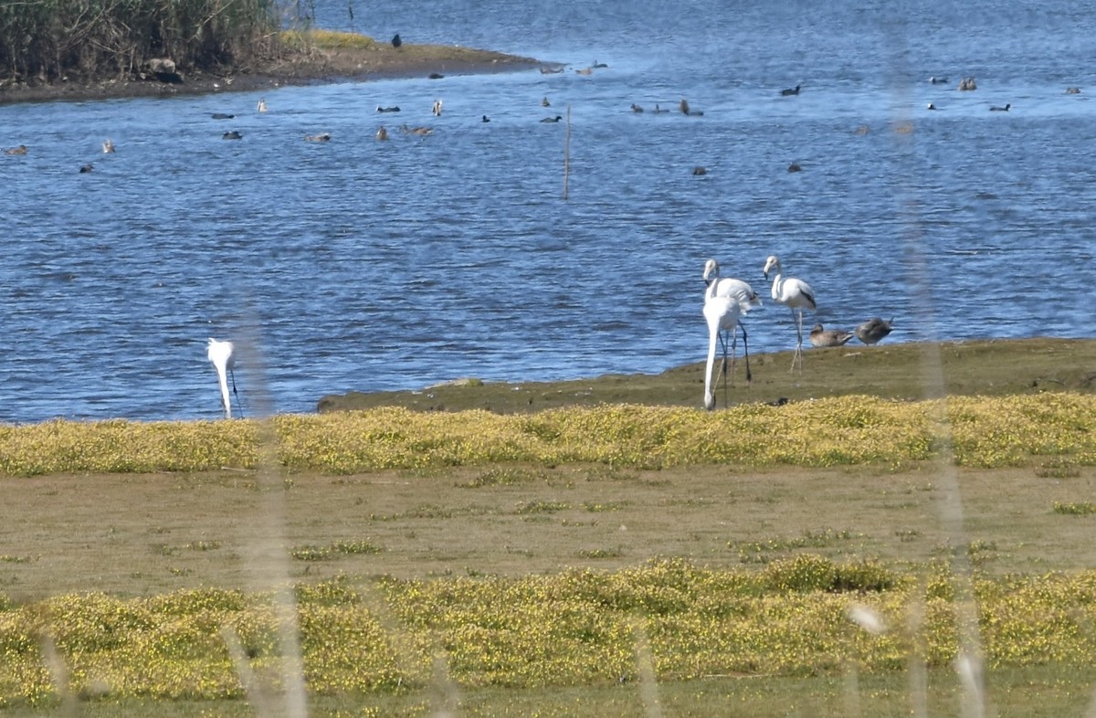 Flamant rose - ML590739141