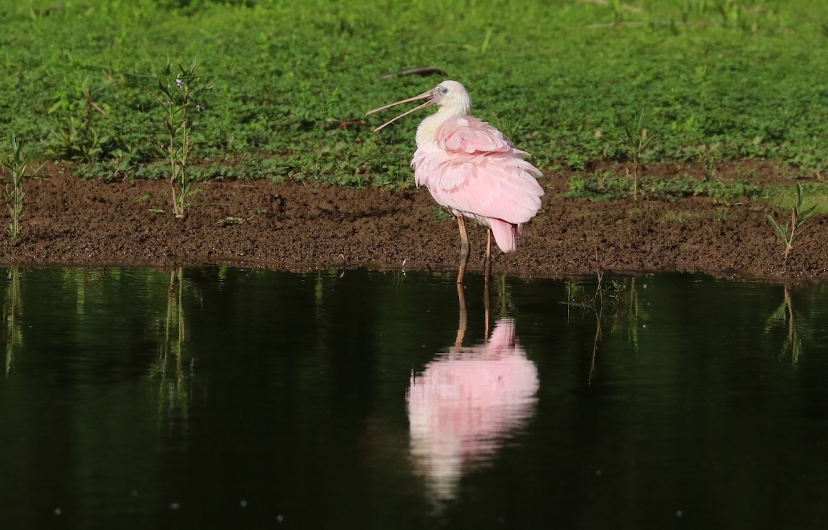 Roseate Spoonbill - Drew Chaney