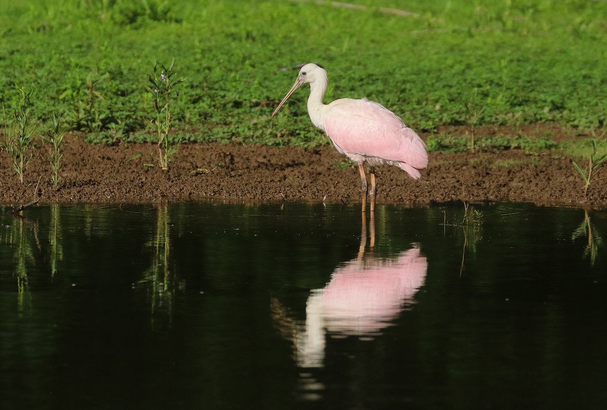 Roseate Spoonbill - Drew Chaney