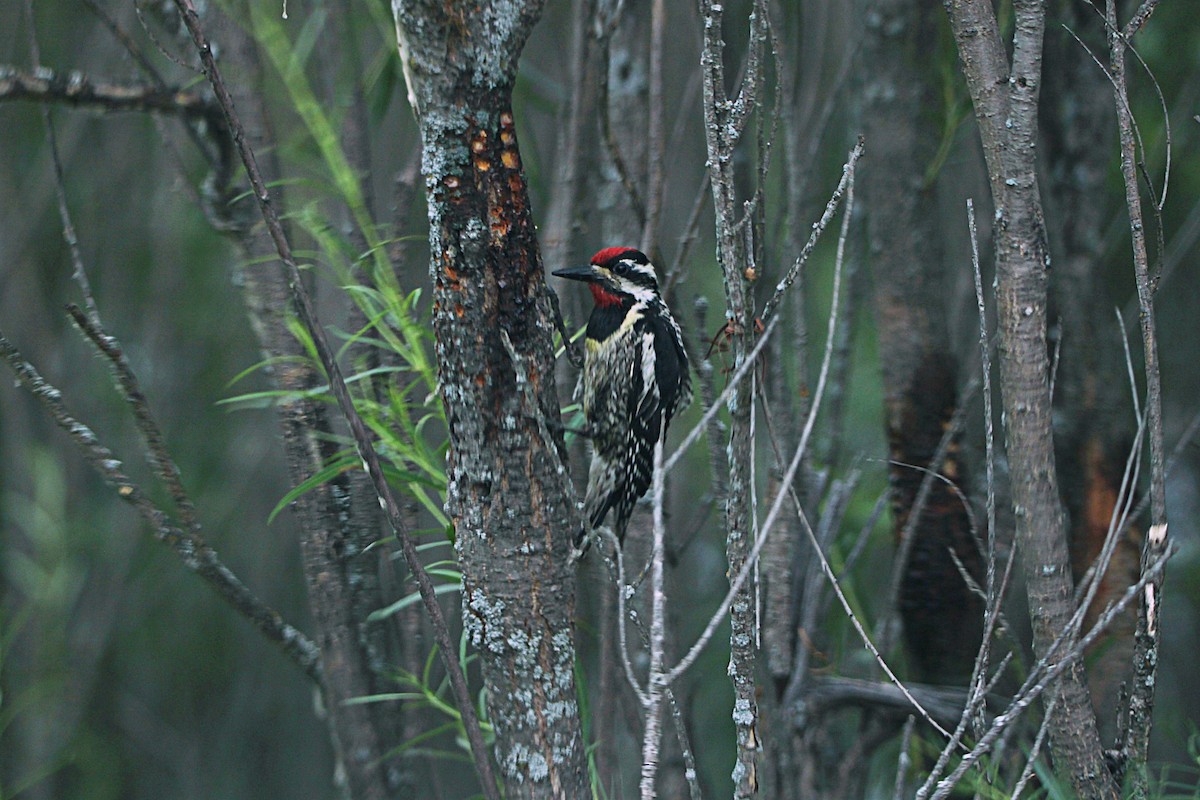 Yellow-bellied Sapsucker - ML590740261