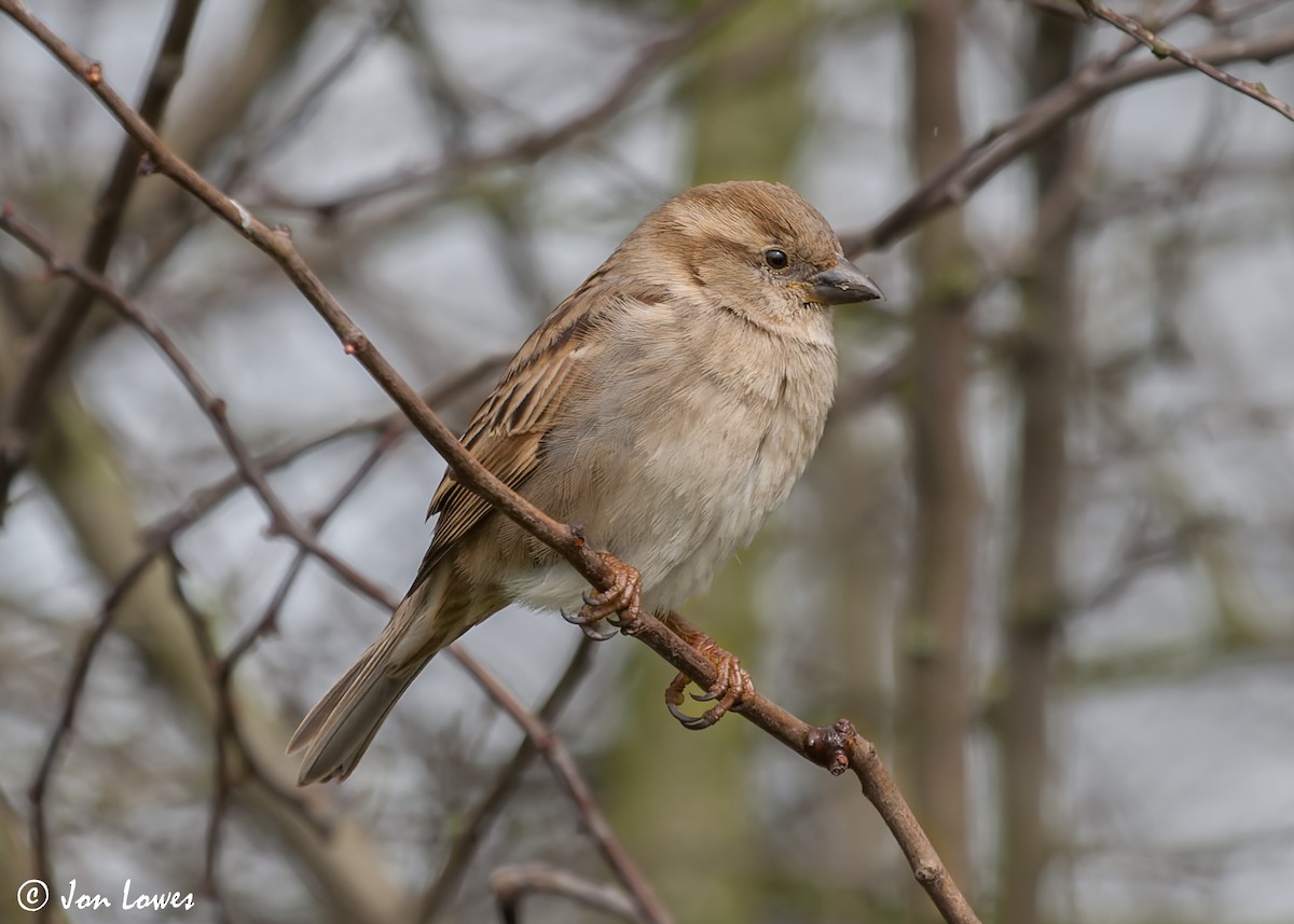 Moineau domestique - ML590741061