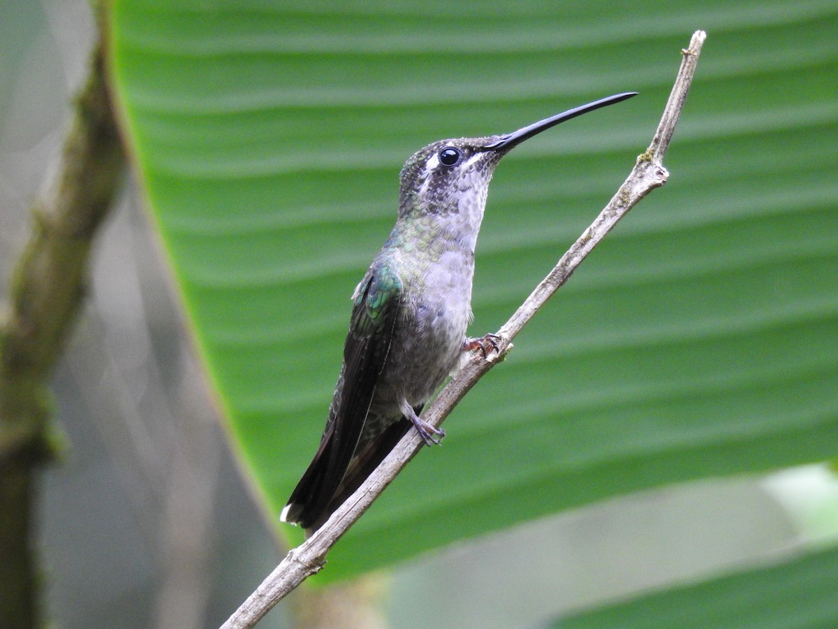 Rivoli's Hummingbird - ML590741221
