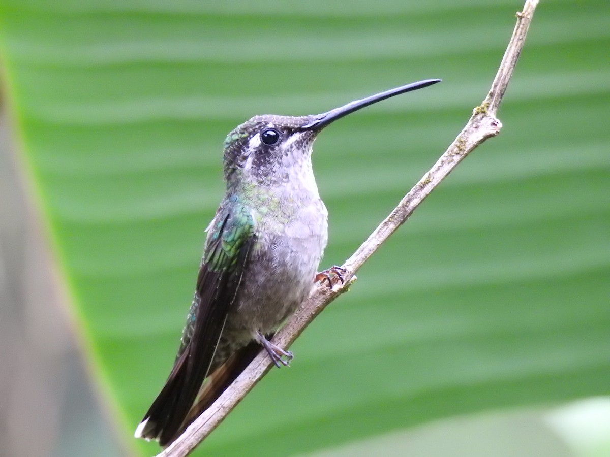 Rivoli's Hummingbird - ML590741231
