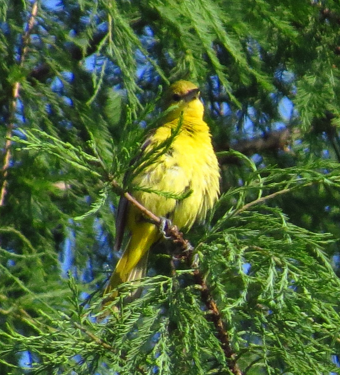 Orchard Oriole - ML590741311