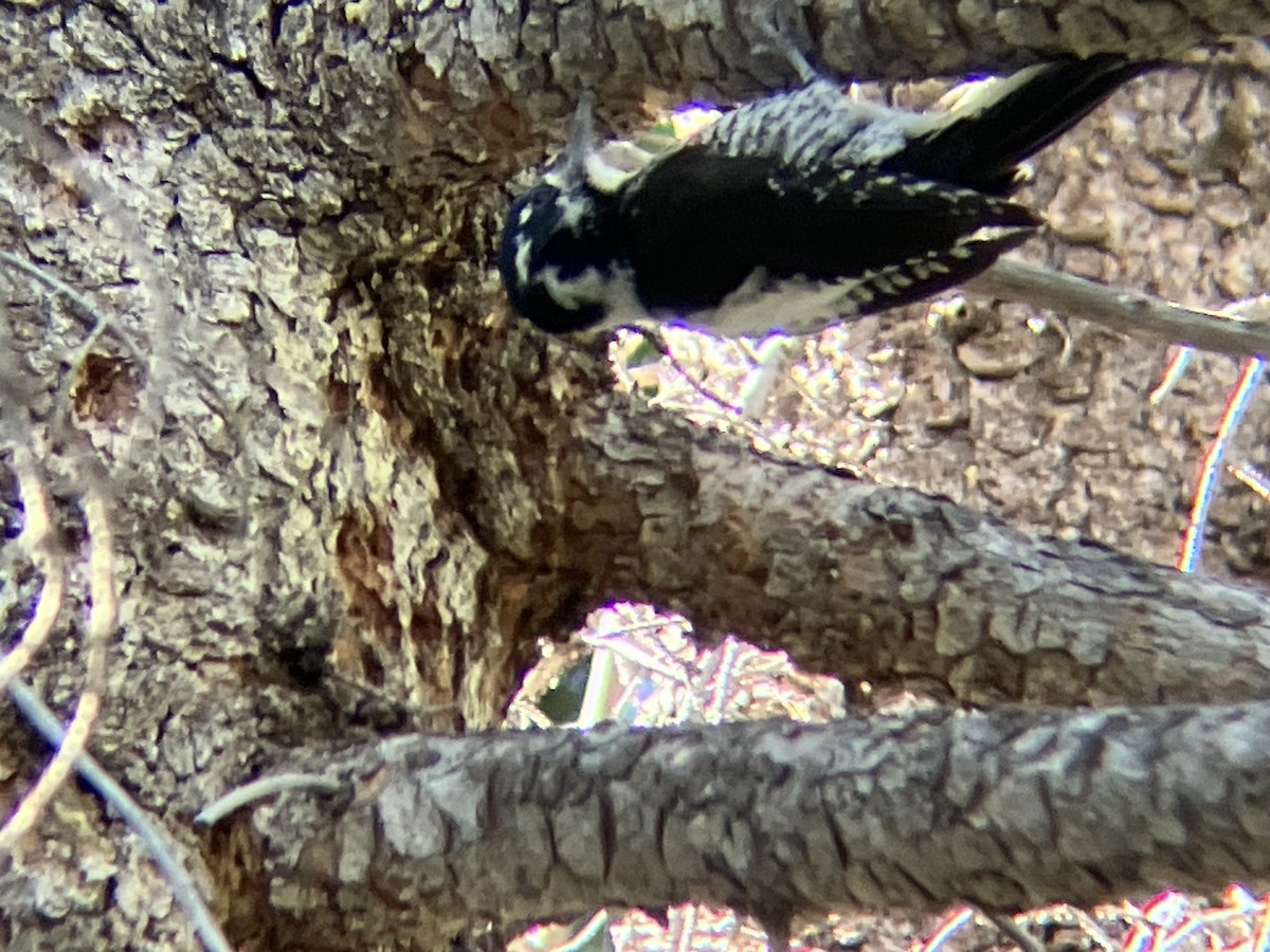 American Three-toed Woodpecker - ML590741411