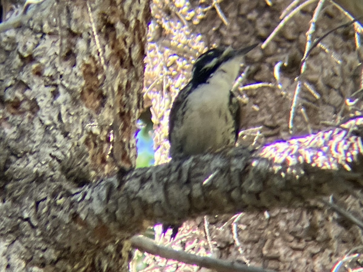 American Three-toed Woodpecker - ML590741431