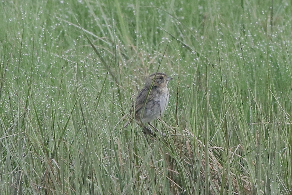 Nelson's Sparrow - ML590742081