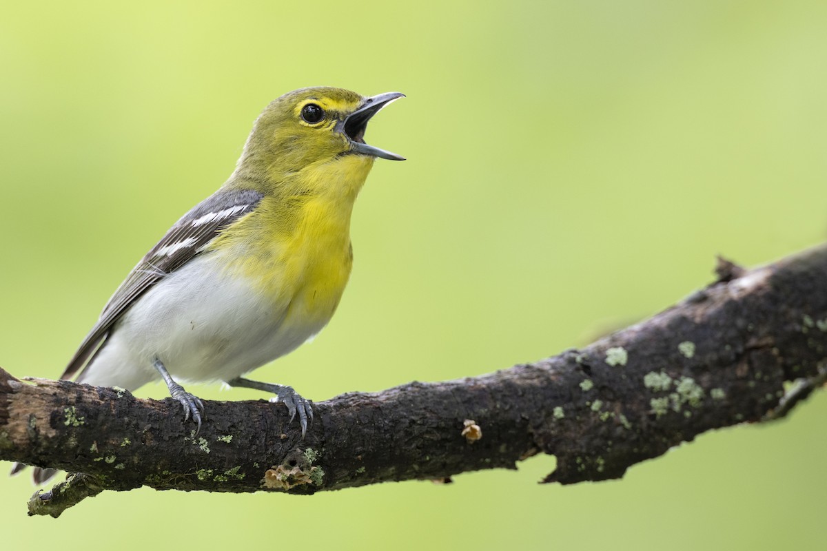 Vireo Gorjiamarillo - ML590742131