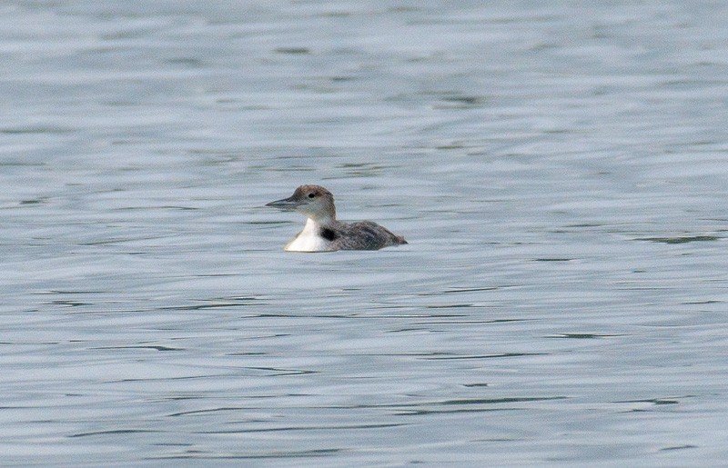 Common Loon - ML59074231