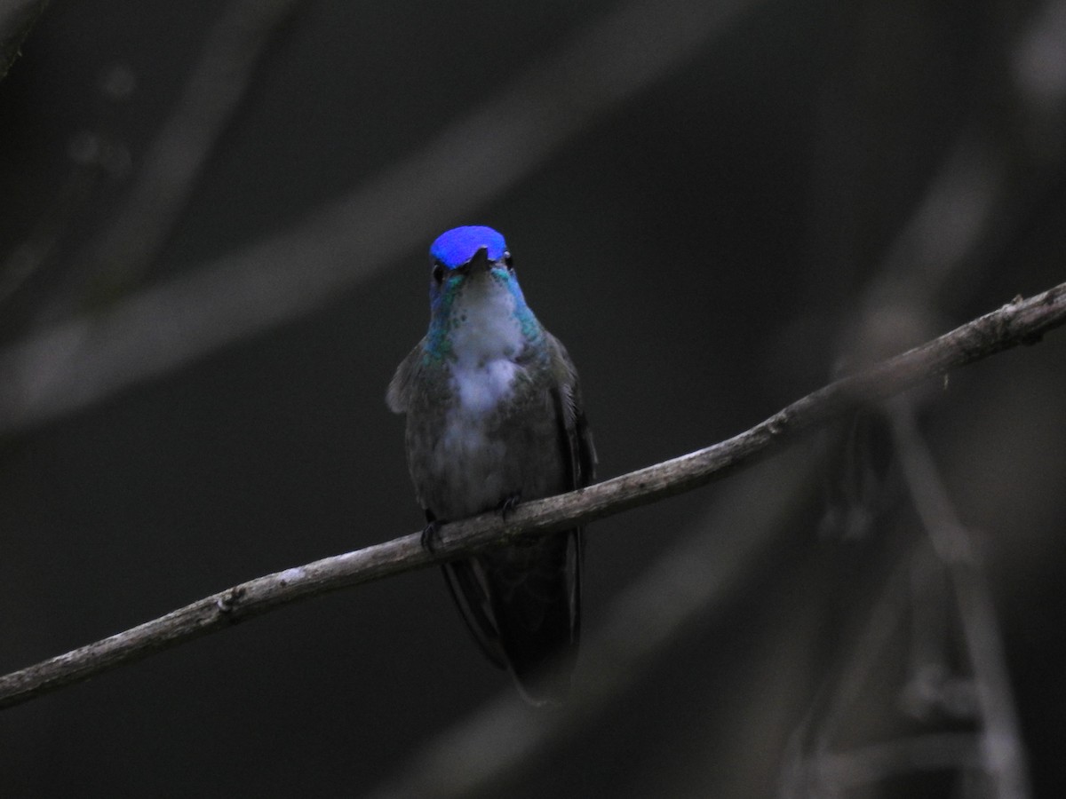 Azure-crowned Hummingbird (Azure-crowned) - ML590742371
