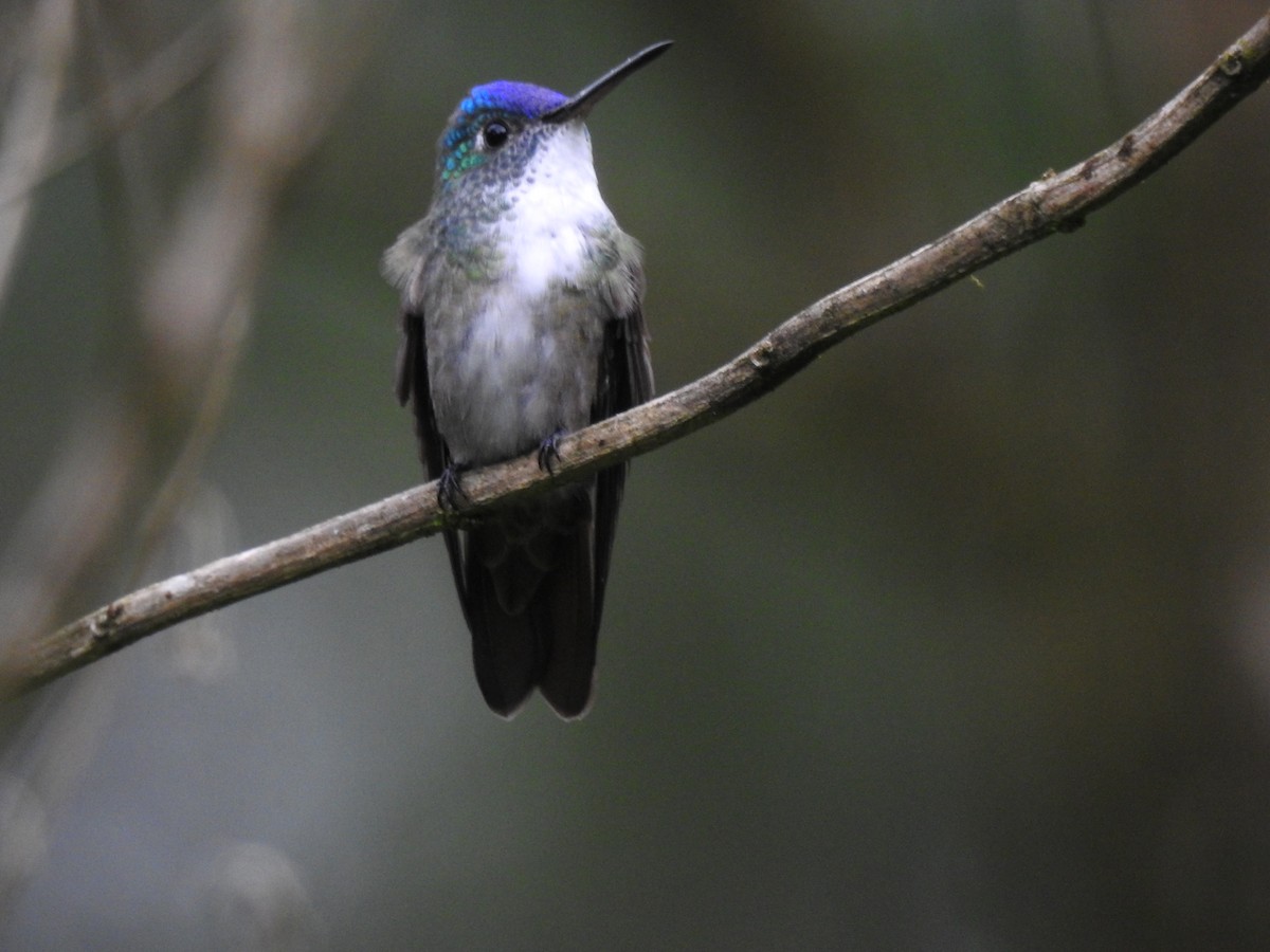 Azure-crowned Hummingbird (Azure-crowned) - Otto Alvarado