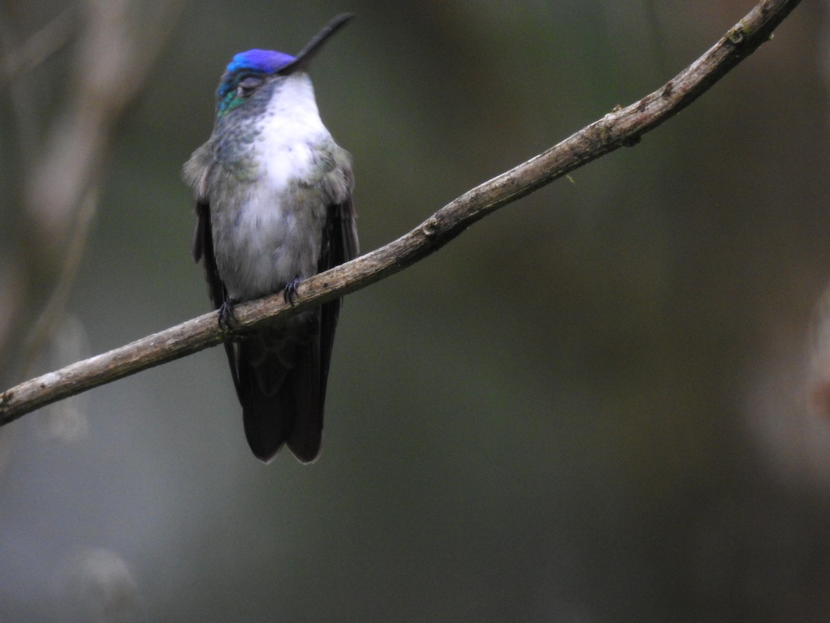 Azure-crowned Hummingbird (Azure-crowned) - Otto Alvarado