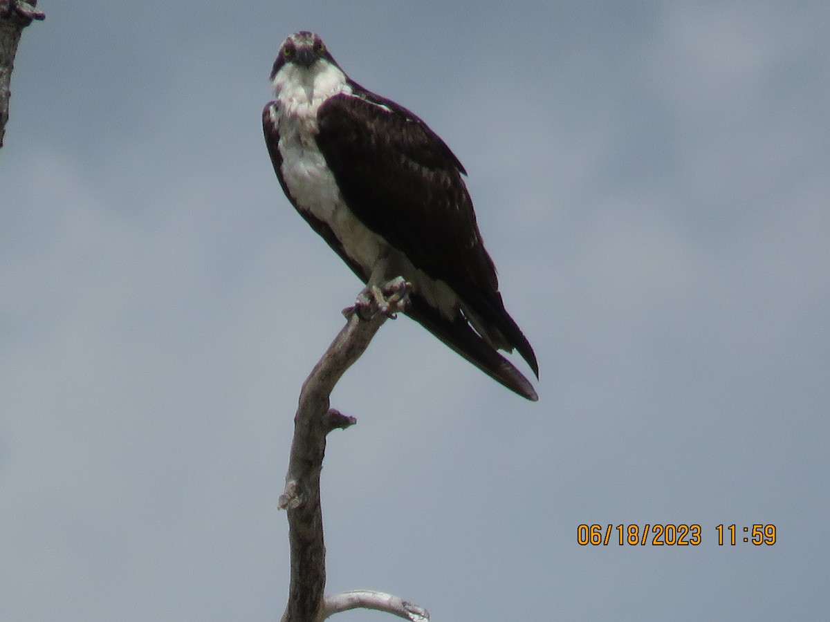 Águila Pescadora - ML590742861