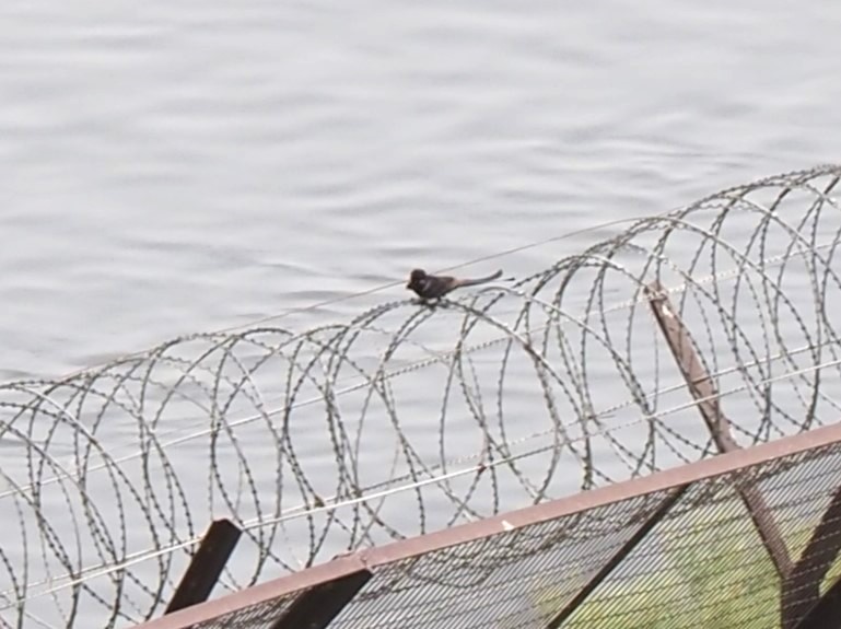 Königsdrongo - ML590743261