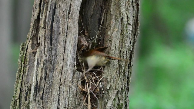 Carolina Wren - ML590743911