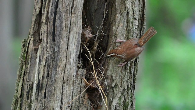 Carolina Wren - ML590743921