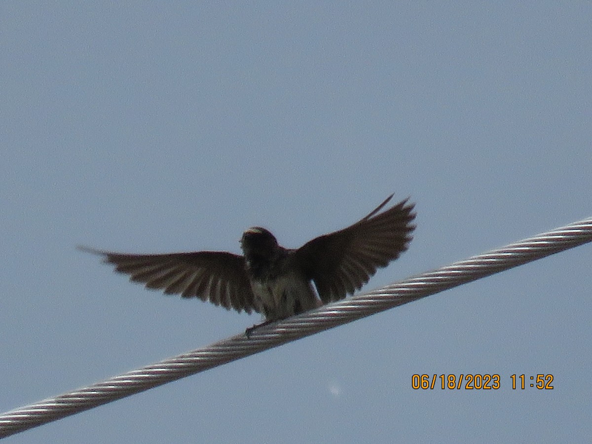 Cliff Swallow - ML590744031