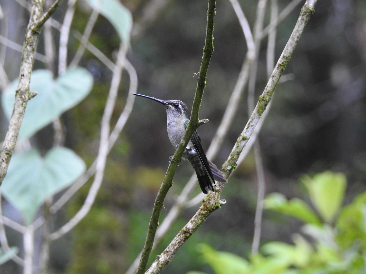 Rivoli's Hummingbird - ML590744311
