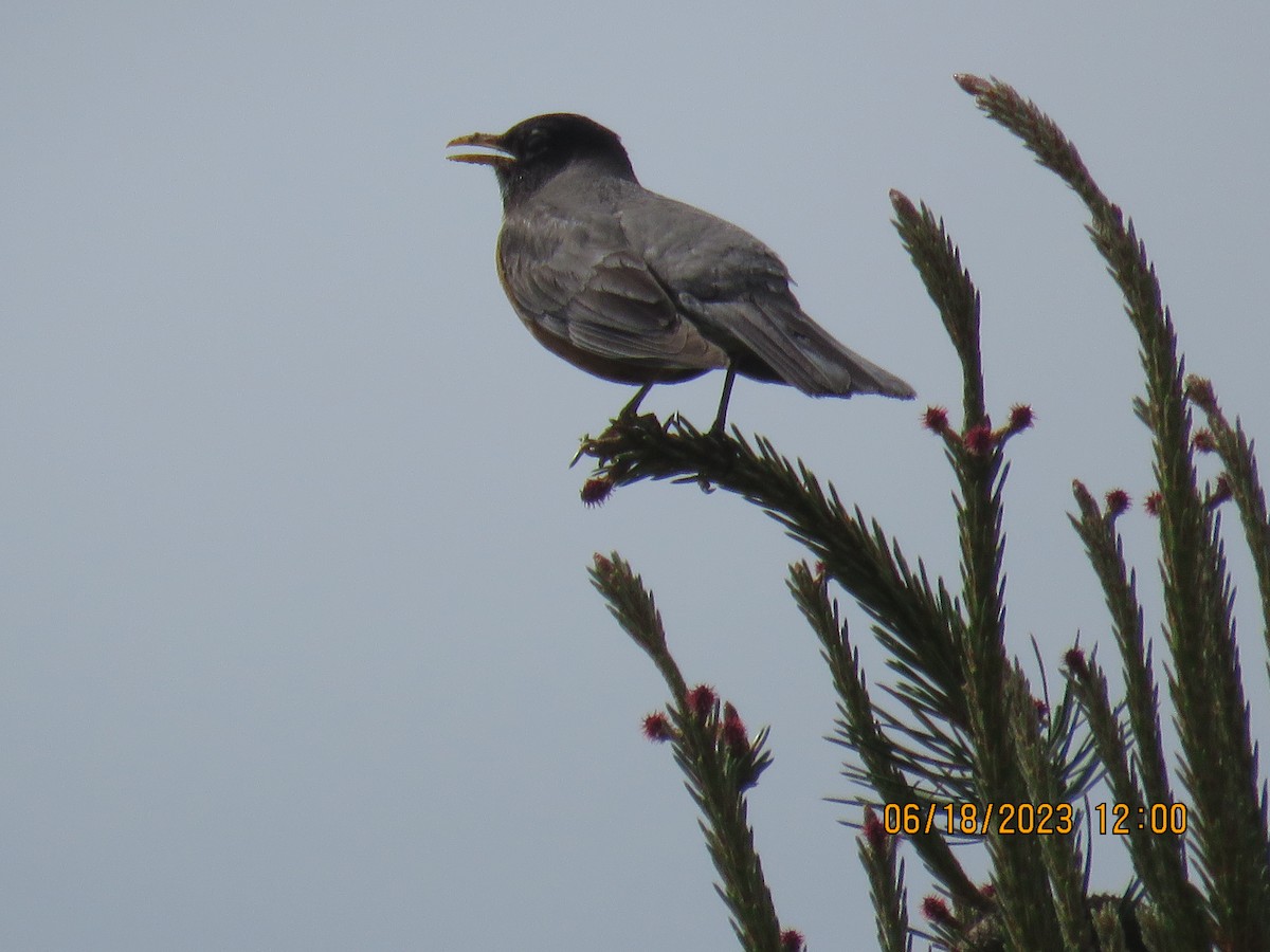 American Robin - jack paul