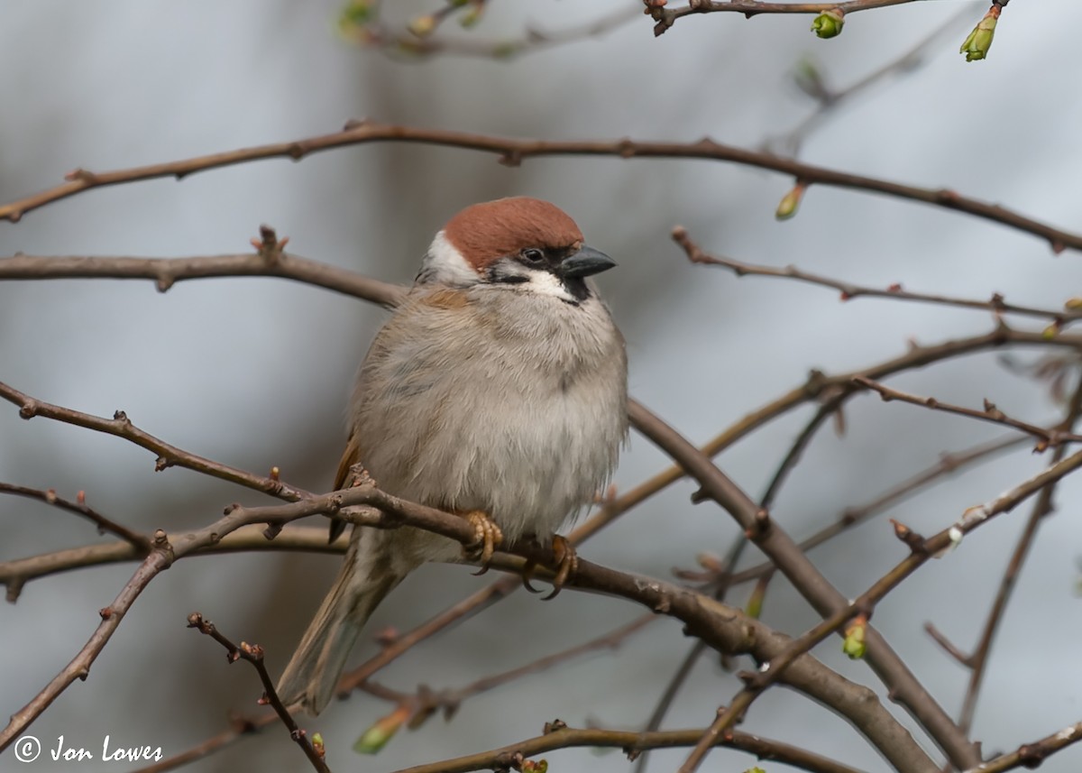 Eurasian Tree Sparrow - ML590744751