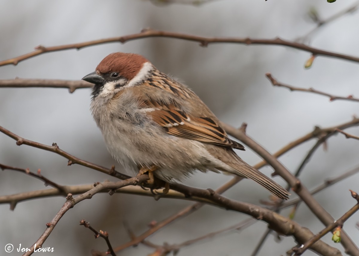 Eurasian Tree Sparrow - ML590744761