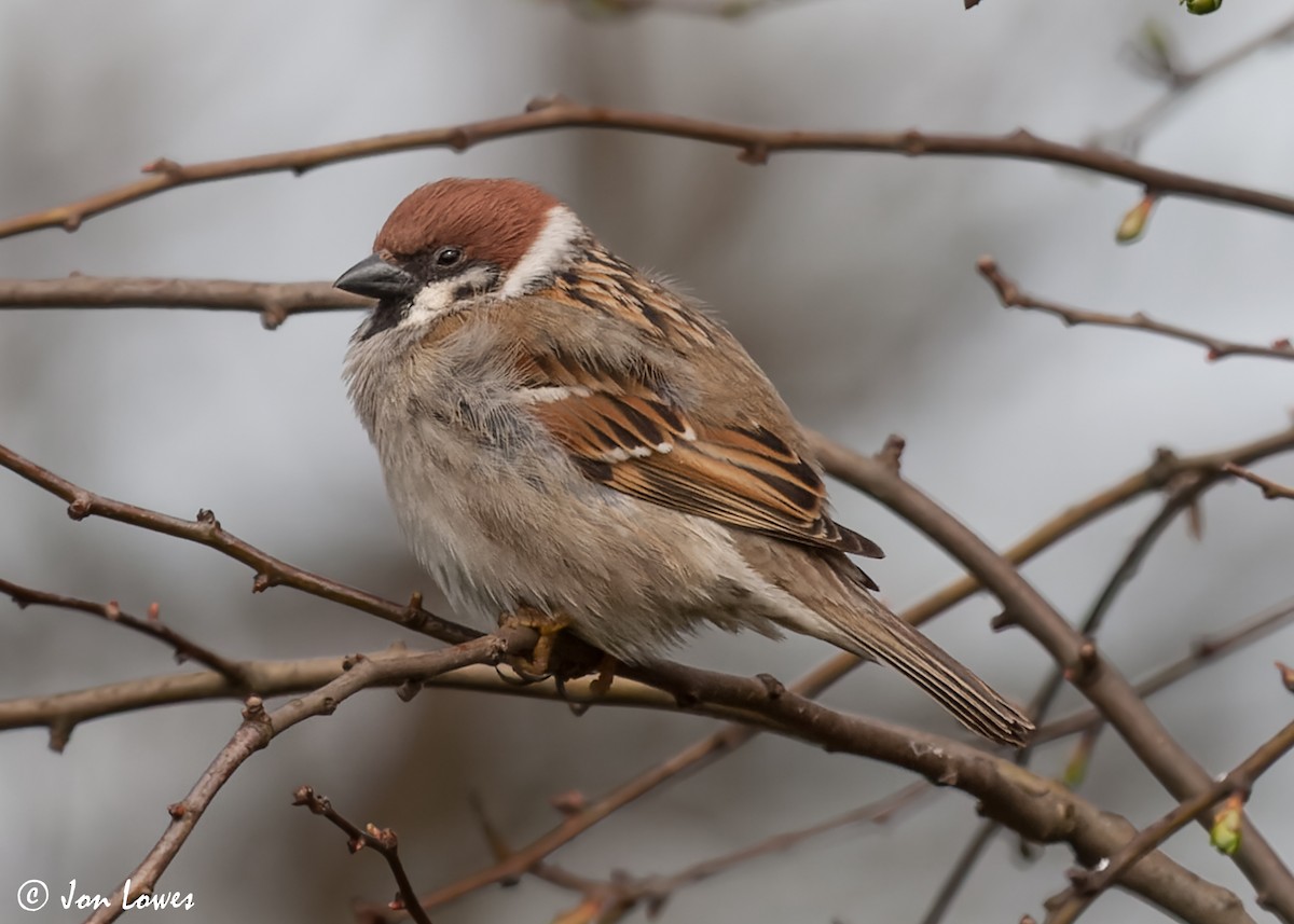 Eurasian Tree Sparrow - ML590744771