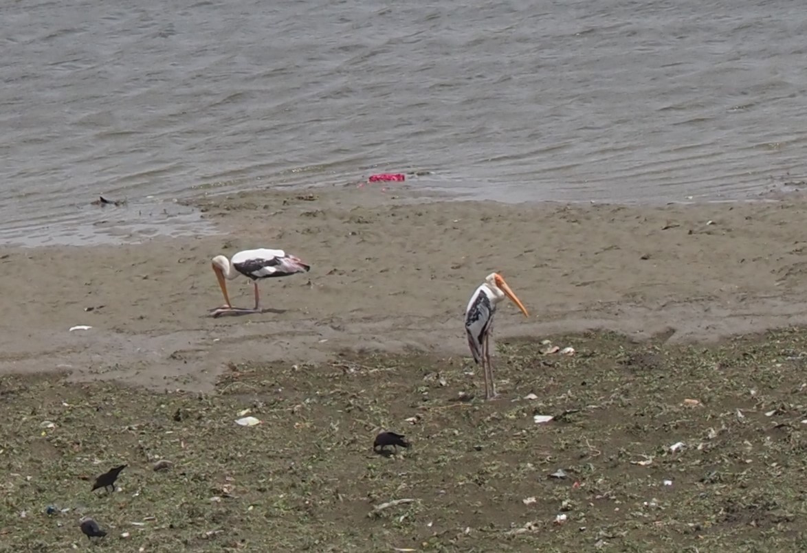 Painted Stork - ML590744831