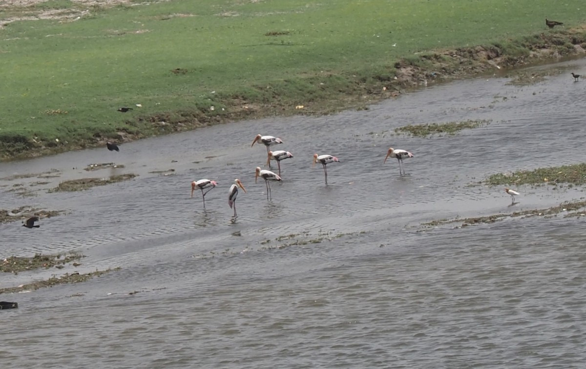 Painted Stork - ML590744841