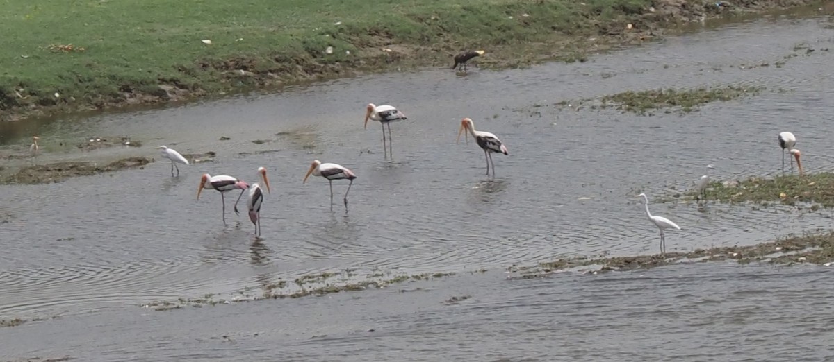 Painted Stork - ML590744861