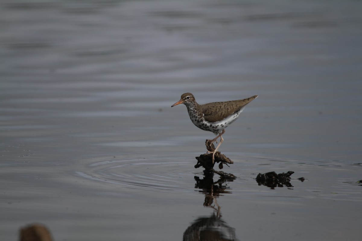 Spotted Sandpiper - Bruce Cole