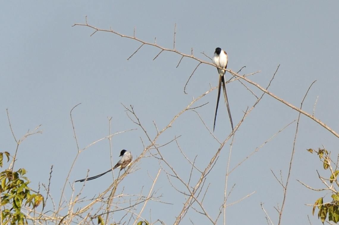 Fork-tailed Flycatcher - ML590745271