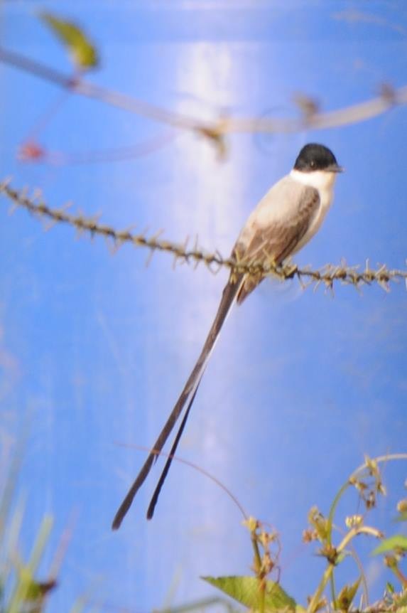 Fork-tailed Flycatcher - Debbie Jacquez