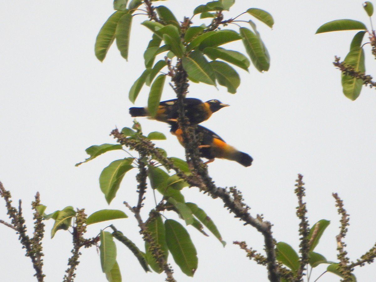 Golden Myna - bob butler