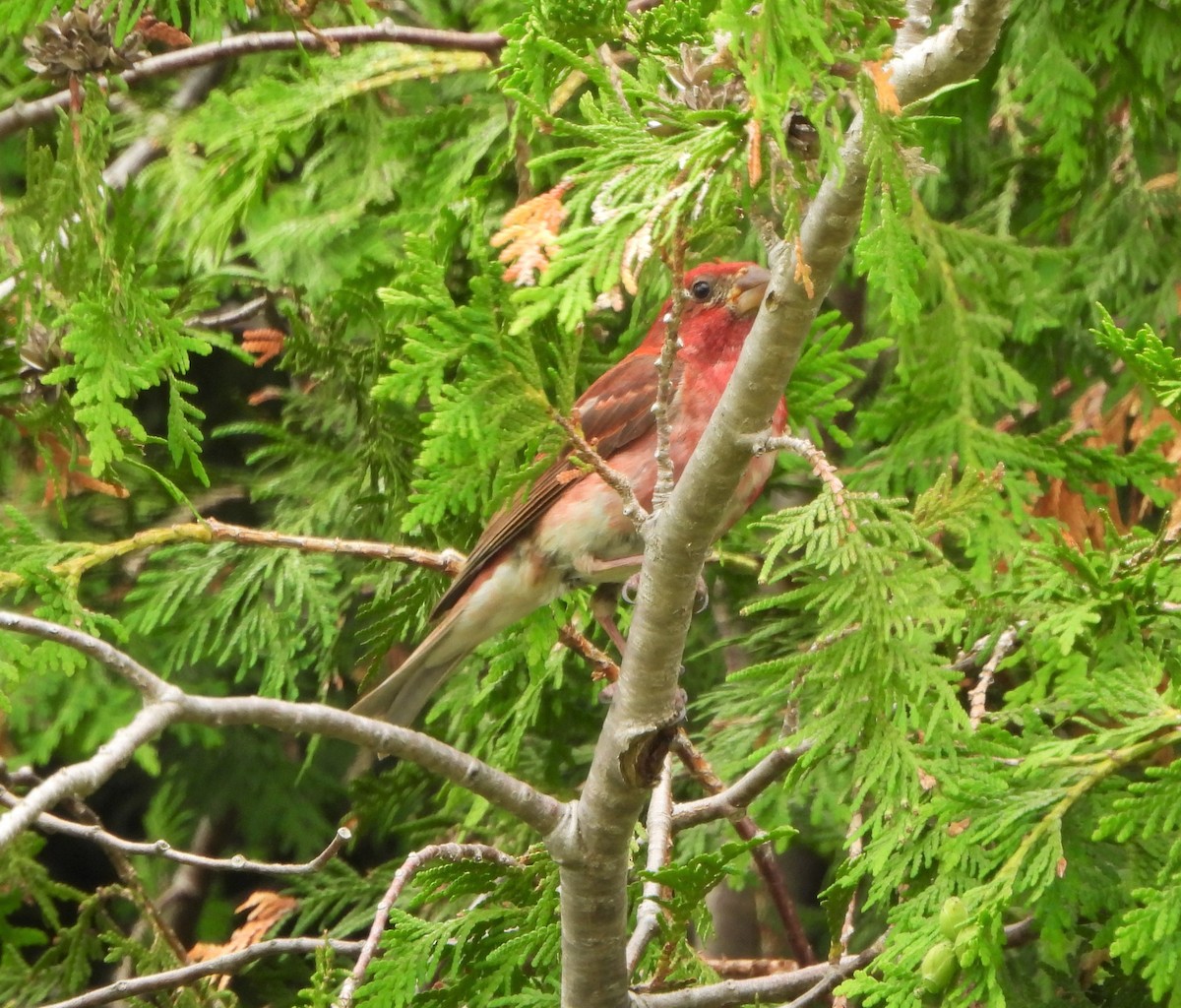 Purple Finch - ML590747381