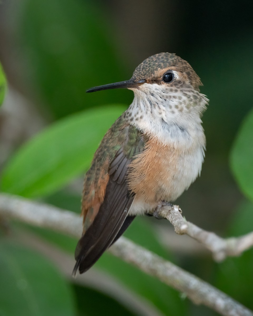 Allen's Hummingbird - ML590747651