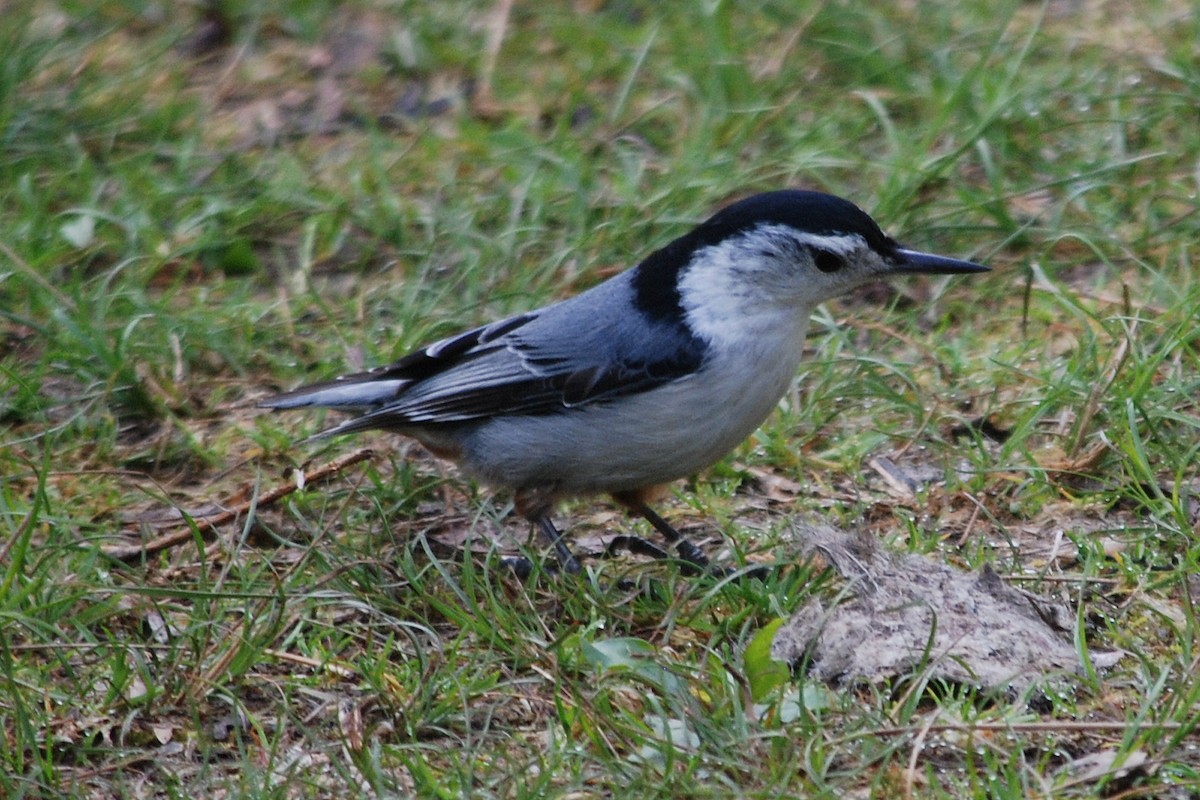 White-breasted Nuthatch - ML59074811