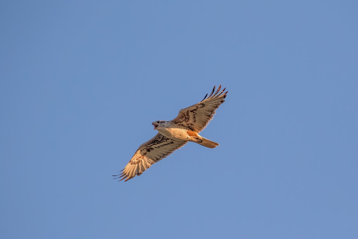 Ferruginous Hawk - ML590749911