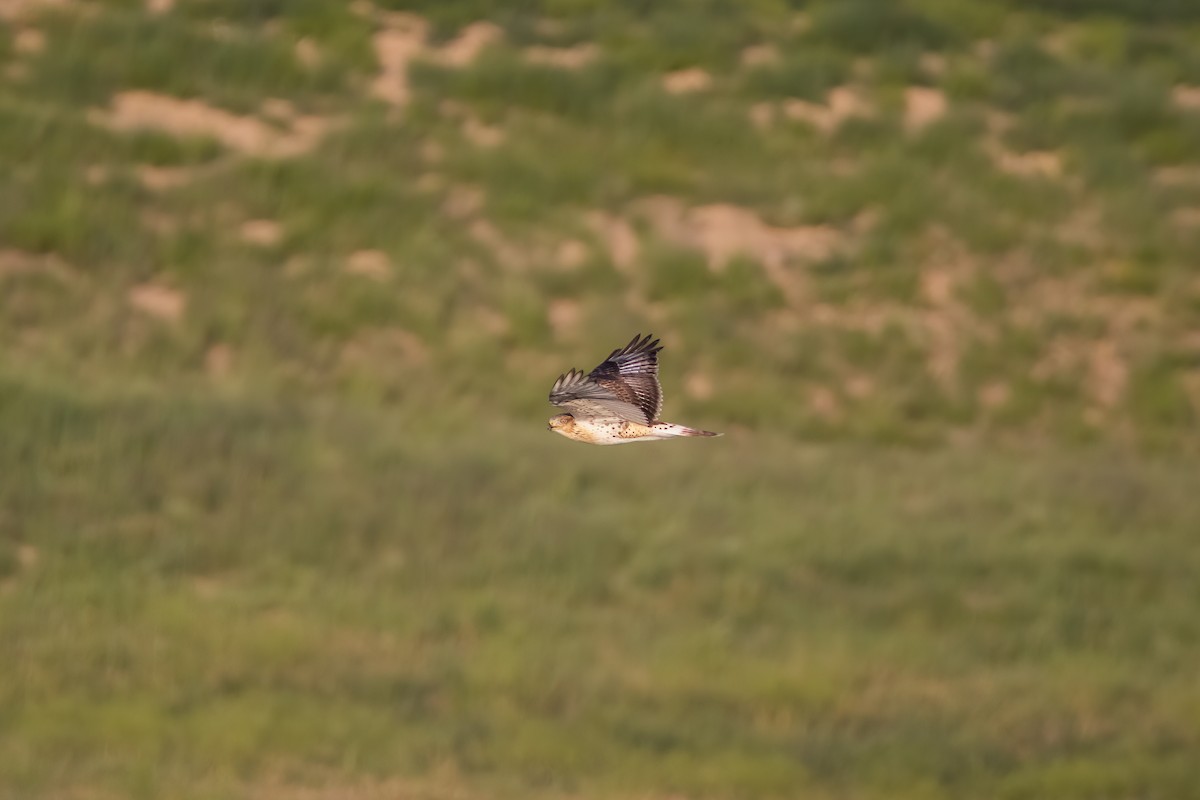 Ferruginous Hawk - Quinn Diaz