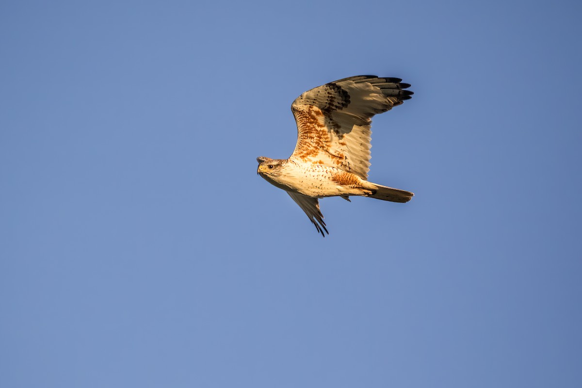 Ferruginous Hawk - Quinn Diaz