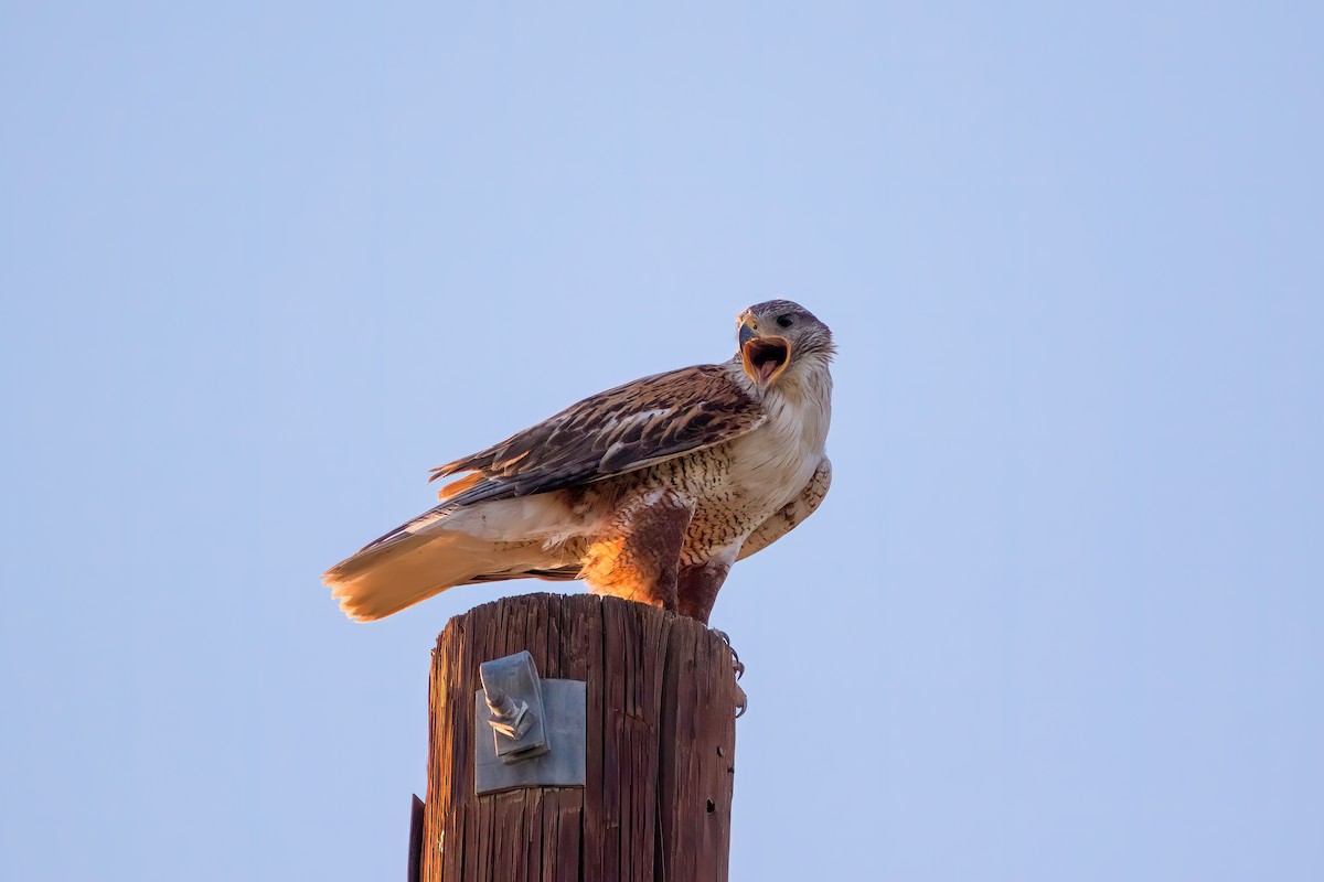 Ferruginous Hawk - ML590749951