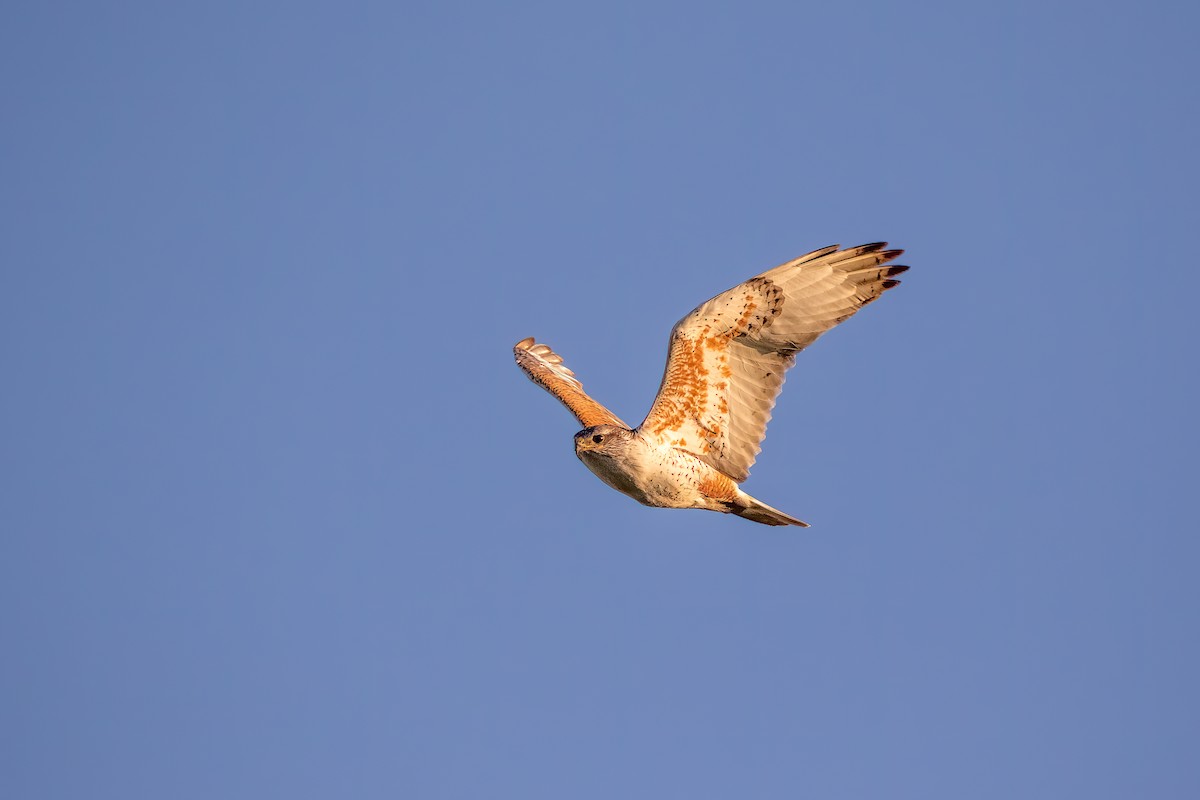 Ferruginous Hawk - Quinn Diaz