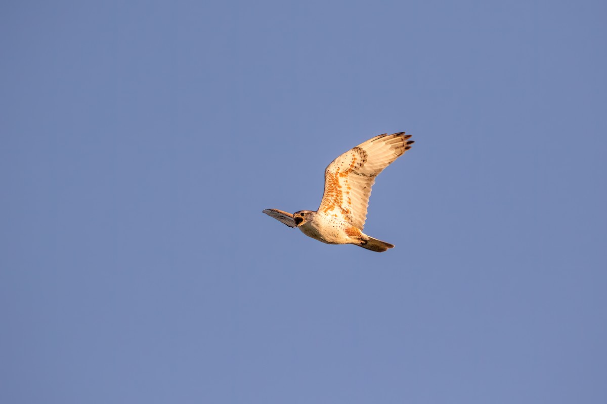 Ferruginous Hawk - Quinn Diaz