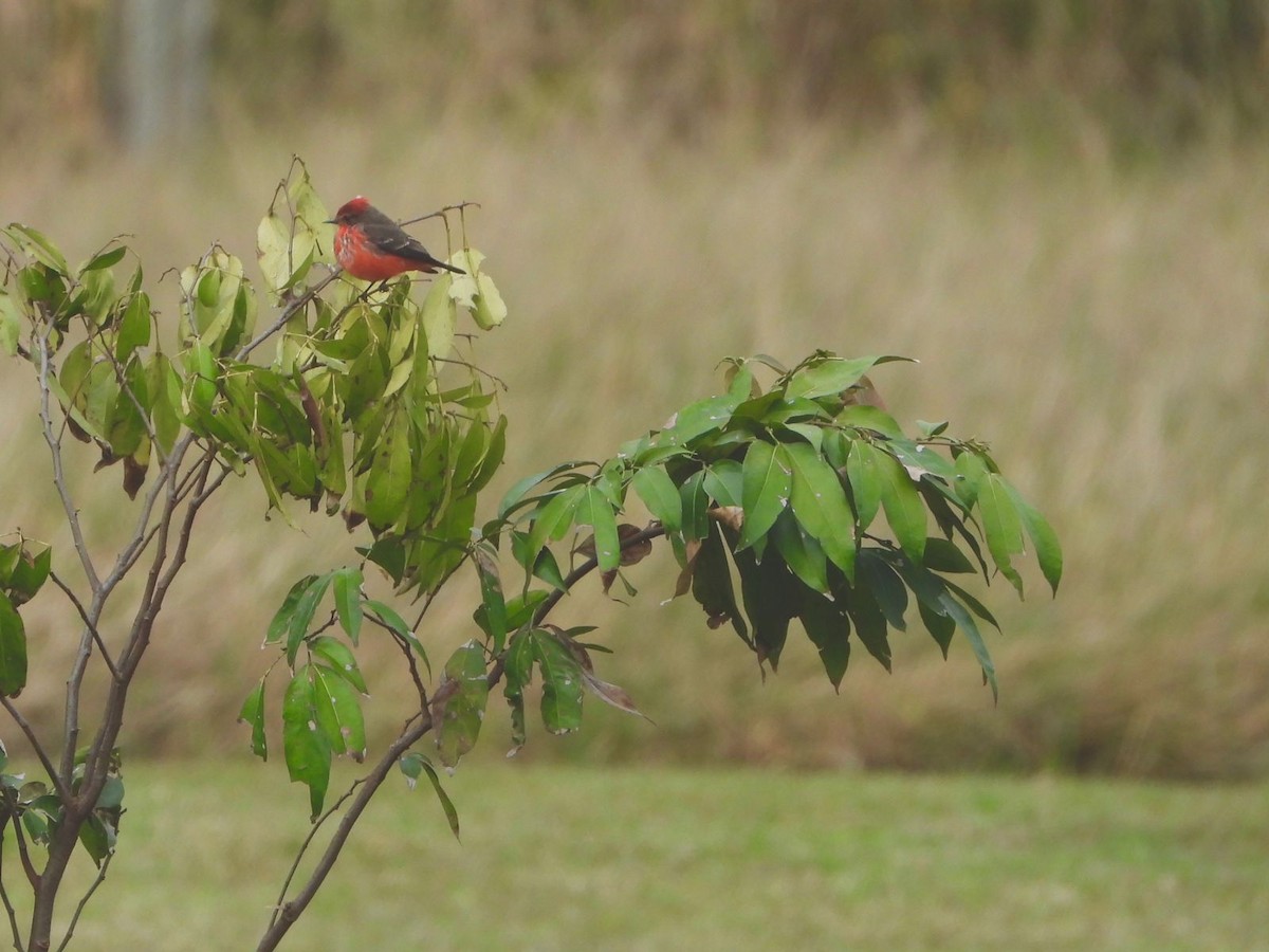 Vermilion Flycatcher - ML590750191