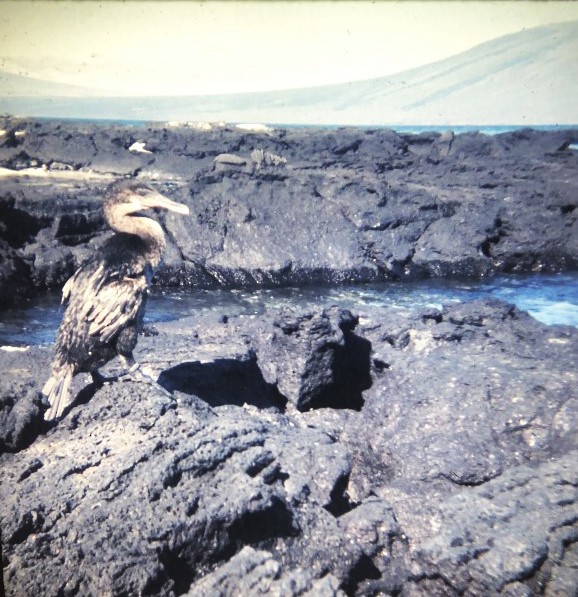 Galapagos Karabatağı - ML590750211